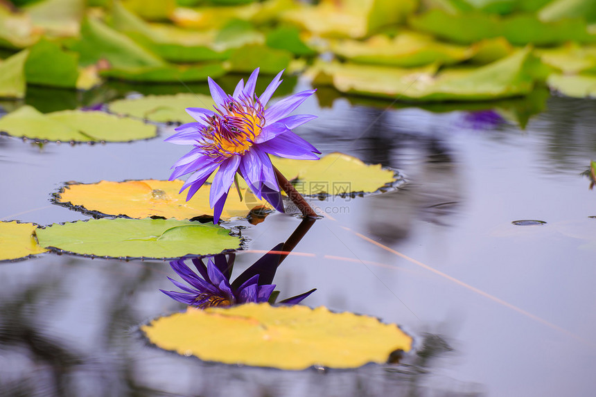 沼泽里的紫色莲图片
