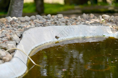 青蛙坐在绿水池塘边图片