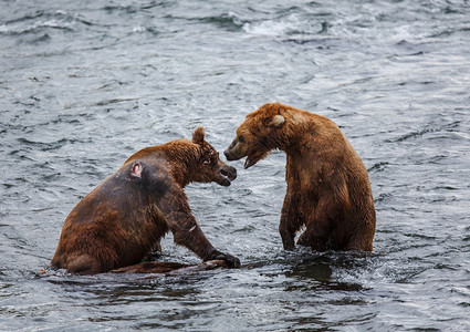 棕熊表情包胖了野生灰熊在美国阿拉斯加州卡特迈公园捕捞鲑鱼阿拉斯加基奈河从5月到10月供应银色粉红色红背景