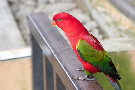 照片来自马来西亚吉隆坡鸟园红鹦鹉的照片图片