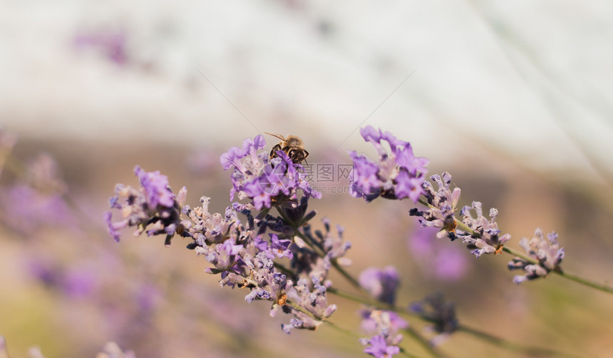 蜜蜂坐在薰衣草上图片