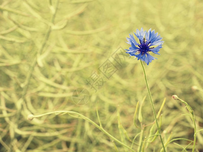 鲜艳的蓝花朵新鲜的绿色成熟油菜籽在图片