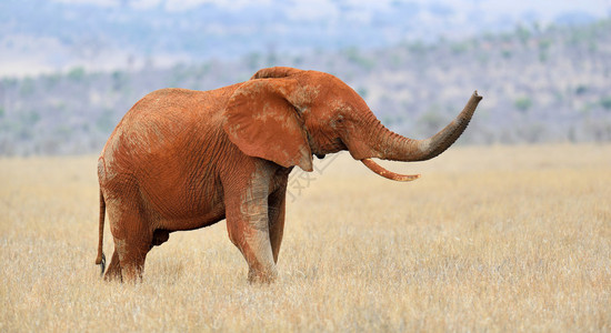 非洲公园热带草原大象非图片