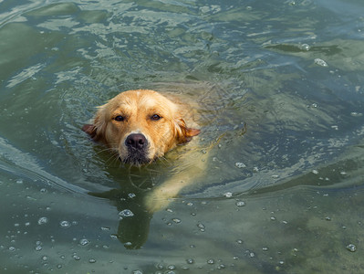 在湖中游泳的金毛犬图片