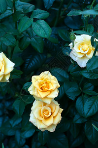 有黄色花朵和花蕾的玫瑰花丛玫瑰园图片