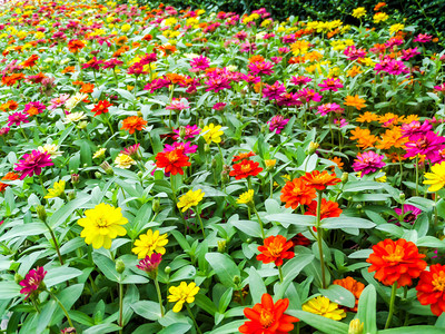 百日草花是您希望在花园中种植的最茂盛的花朵之一最容易生背景图片