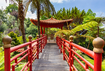 马德拉岛上的可爱公园蒙特宫热带花园红图片