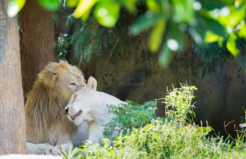 恋爱中的雄狮和母狮图片
