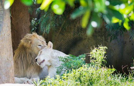 恋爱中的雄狮和母狮图片