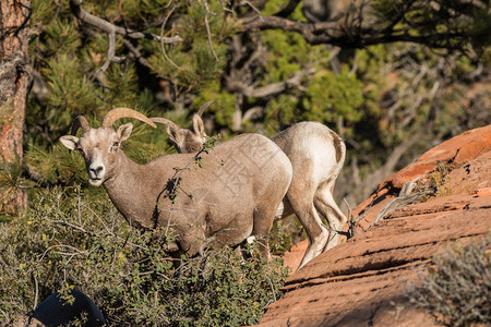 犹他州锡安公园的沙漠大角羊图片