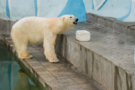 在动物园的白北极熊图片