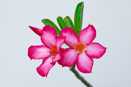 粉红沙漠玫瑰或伊巴拉百合热带花图片