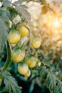 番茄植物生长本土有机食品番茄逐渐成熟图片