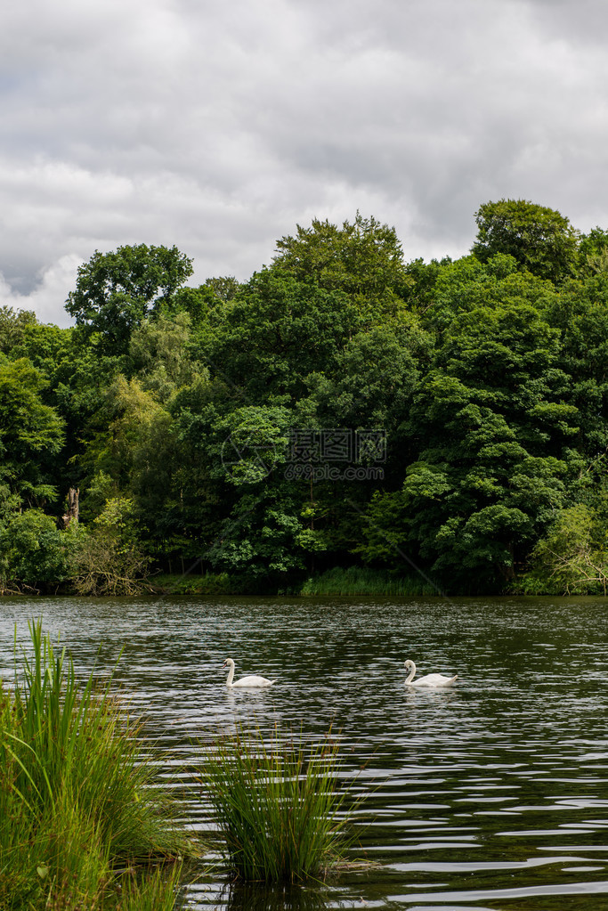 夏月蓝天和青毛白云在湖边公园的绿色景观图片