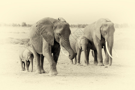 肯尼亚公园大象非洲肯尼亚非洲图片