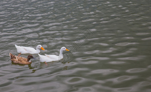 在大自然中游泳的白鸭图片