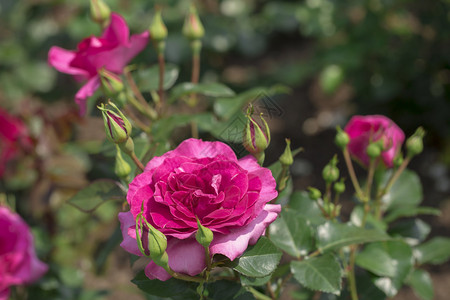 白色背景上的花园玫瑰图片