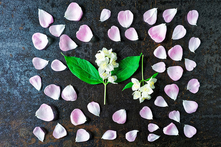 粉红茶玫瑰花瓣和石上茉莉花框架图片