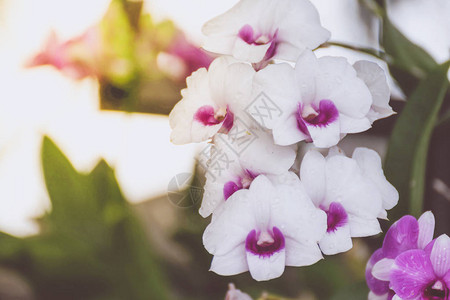 美丽的紫白兰花园里自然美丽的花朵以图片