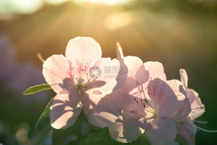 春天的花朵杜鹃花在阳光下与光线图片