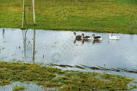 村里的鸭子在游泳池里游泳在洪涝足图片