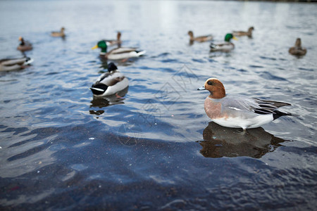 日本湖上的鸭群图片