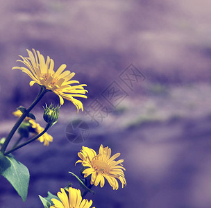 开花在夏天领域的黄色花图片