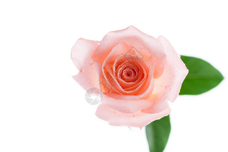白色背景上美丽的浅橙色玫瑰图片