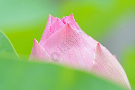 一朵莲花在水面上的形象图片