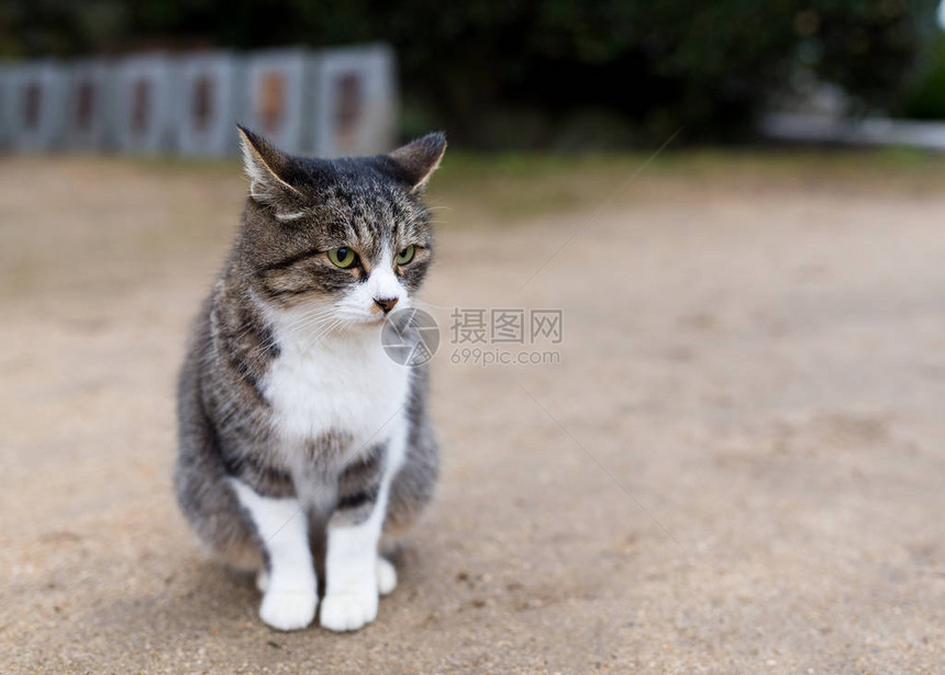 可爱的小街猫图片