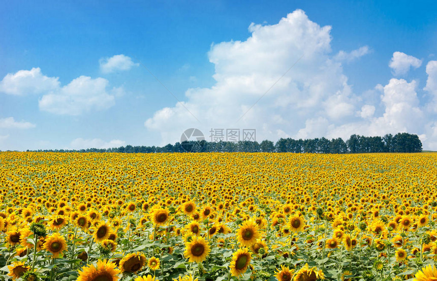 农村自然景观在蓝天背景的向日葵领域农业经营图片