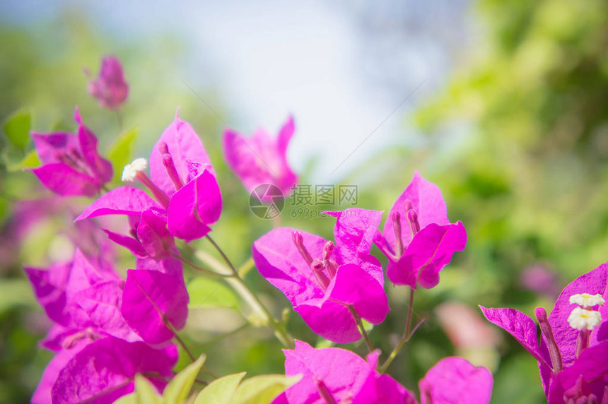 布干维尔的花朵公园中图片