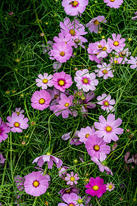 粉红色的花朵与绿叶地板图片