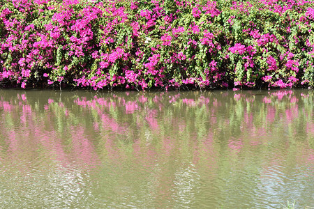 公园里的水池旁盛开着粉红色的九重葛图片