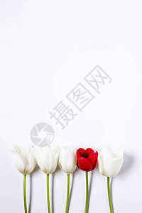 与红色和白色郁金香的花卉背景和白色背景上的绿叶图片