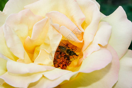 盛开的夏日玫瑰花蕾图片