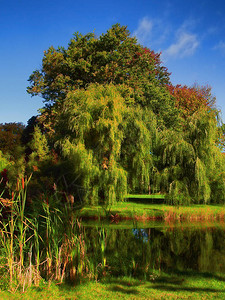 秋天初秋在池塘旁图片