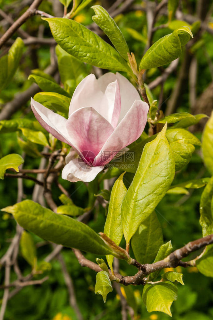 春天盛开的白色和粉红色的玉兰图片