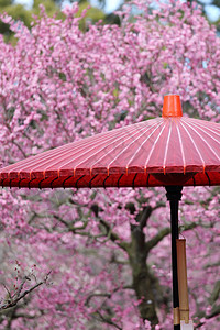 有樱花的日本传统红伞背景图片