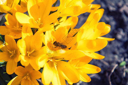 蜜蜂收集花蜜和苍蝇黄色露天的鳄鱼阳图片
