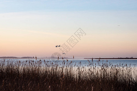 鸟儿在日出的颜色中筑巢和飞越城市湖拉脱维亚利耶帕亚背景