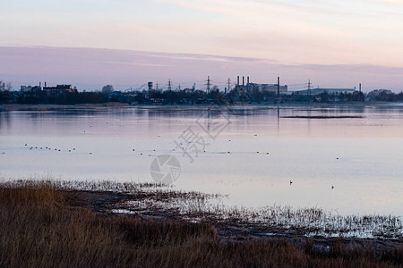 鸟儿在日出的颜色中筑巢和飞越城市湖拉脱维亚利耶帕亚背景图片