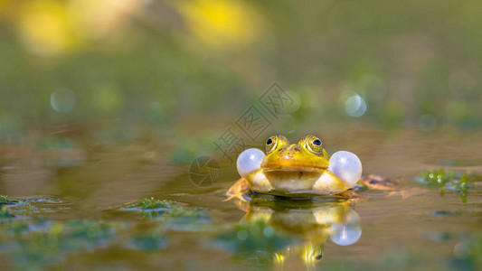 稀树池青蛙花生球课程在早春植被茂密图片