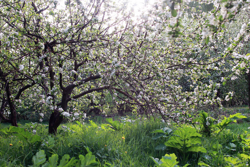 早春开花的苹果树开着鲜艳的白花图片