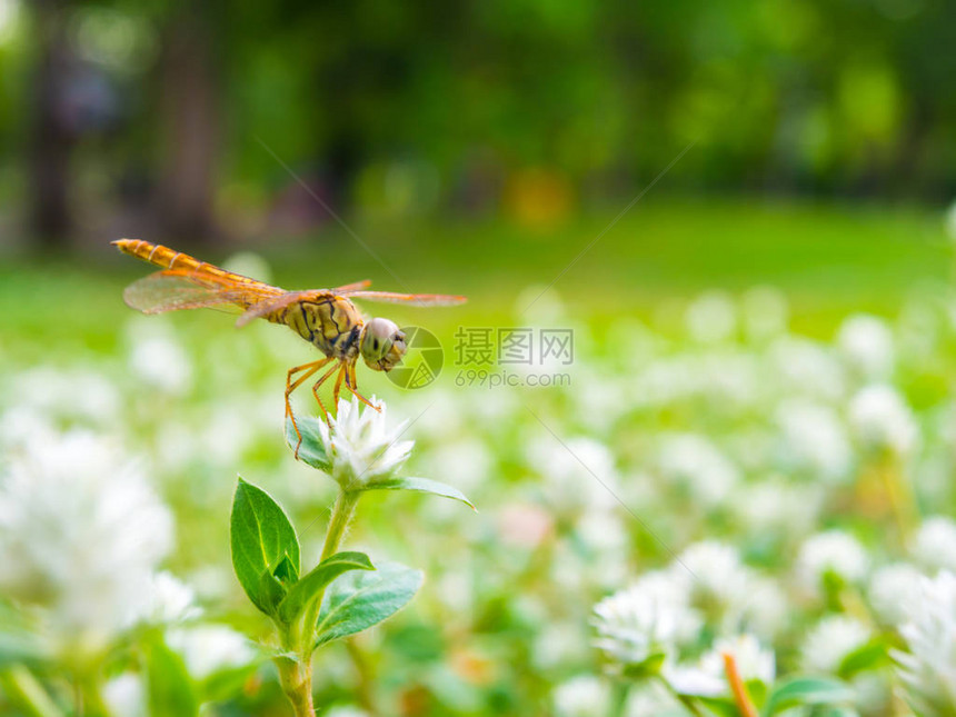 苍蝇坐在一朵白花的草上图片