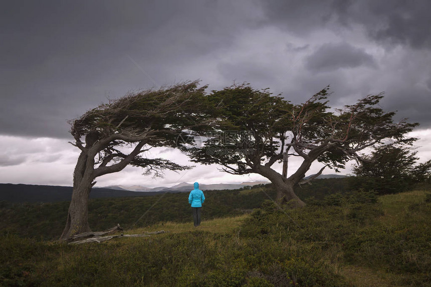 阿根廷火地岛弯曲的树木图片