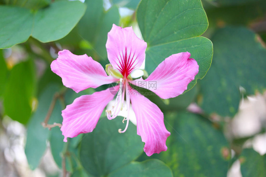 花园里的粉红紫荆花图片