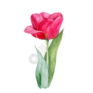 白色背景上红色郁金香花的植物水彩画素描可用作网页设计化妆品设计包装图片
