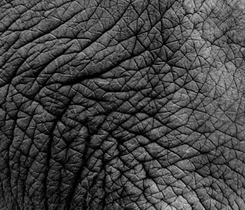 真正的大象皮肤纹理图片