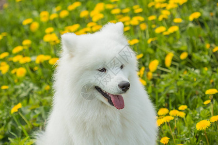 滑稽快乐的Samoyed小狗用舌头在黄色花公子图片